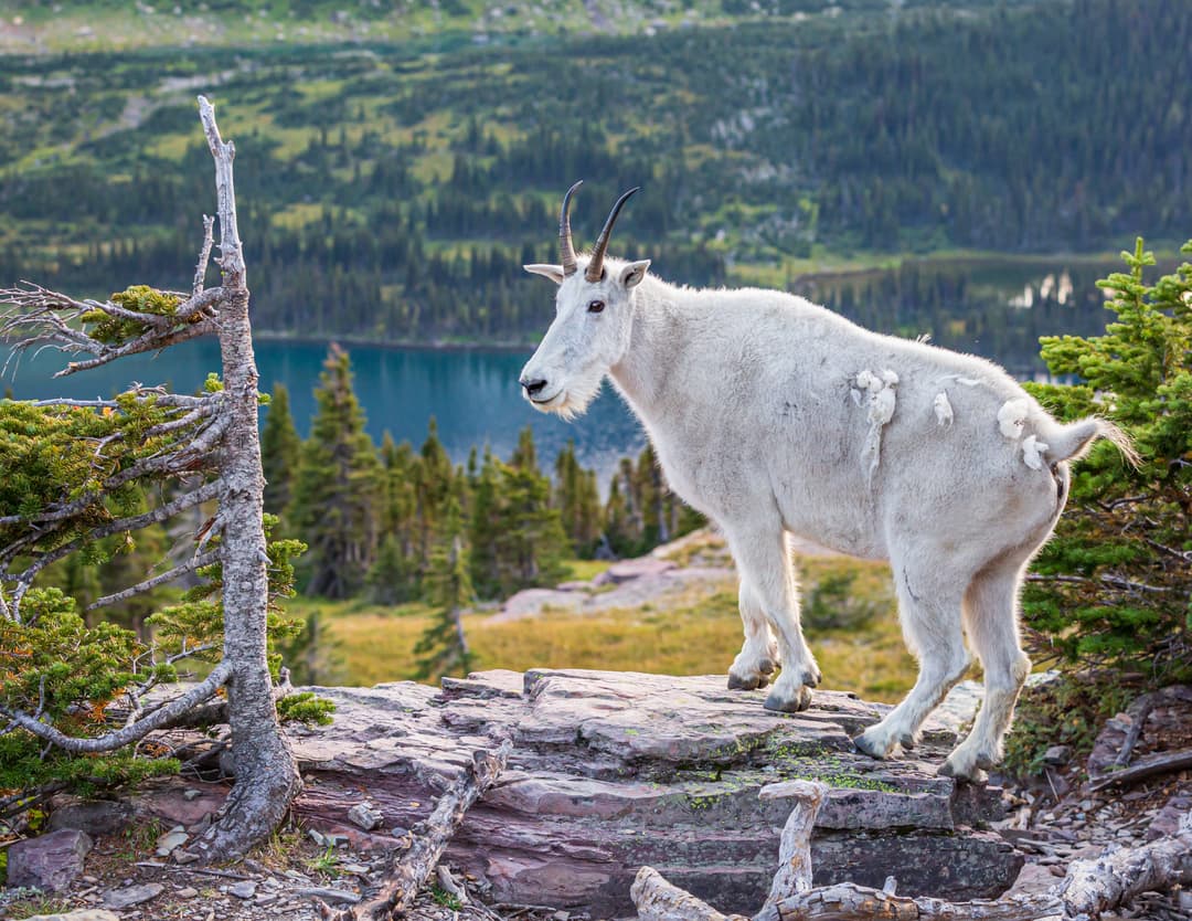 Mountains above a lake in Glacier National Park